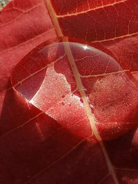 High angle view of red leaf in water