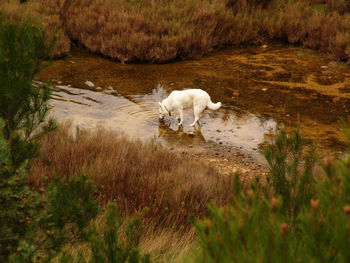 Side view of white shepherd drinking water from puddle