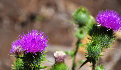 Close-up of pink flowers