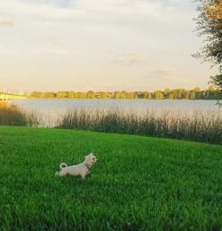 Dog relaxing on grassy field