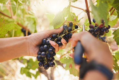 Cropped hand holding blackberries