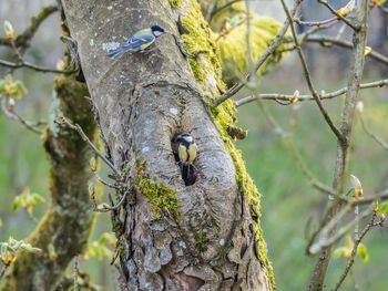 Close-up of bird perching on tree