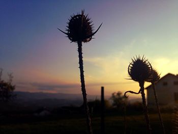 Close-up of silhouette thistle against sky during sunset