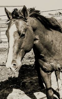 Close-up of horse against sky