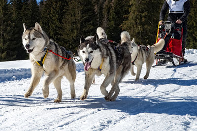 Dogs walking on snow covered field