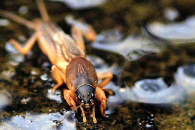 Close-up of bug in water