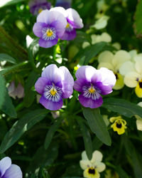 Close-up of purple flowering plants