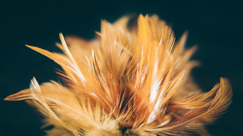 Close-up of feathers against black background