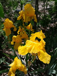 yellow
