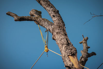 Low angle view of tree against clear sky