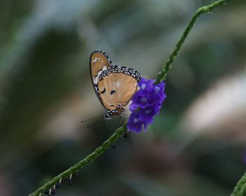 Close-up of butterfly perching on flower