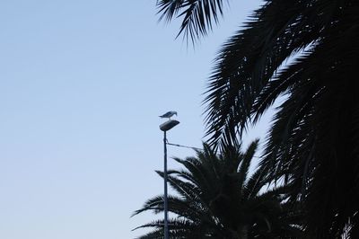 Low angle view of bird perching on palm tree against clear sky