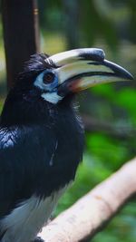 Close-up of bird perching outdoors