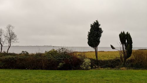 Trees on field against sky