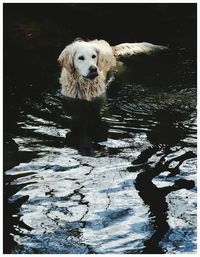 Portrait of dog in water