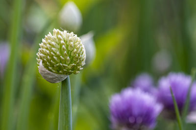 Close-up of purple flowering plant on field