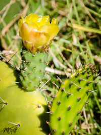 Close-up of prickly pear cactus