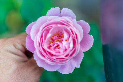 Close-up of hand holding pink rose flower