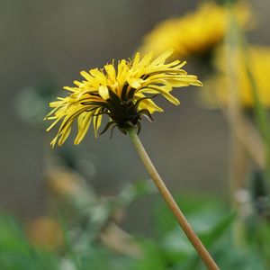 Close-up of yellow flowering plant