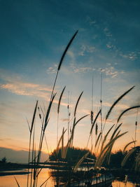 Close-up of silhouette plants against sky during sunset