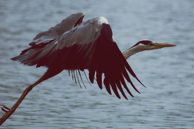 View of a bird flying over sea