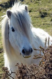 Close-up of a horse on field