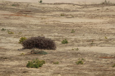 Scenic view of landscape