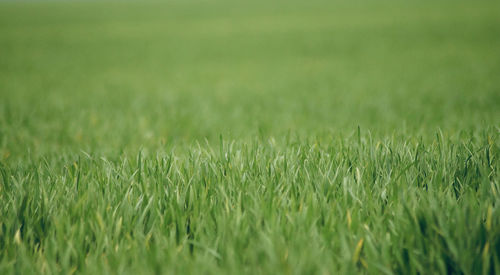 Crops growing on field