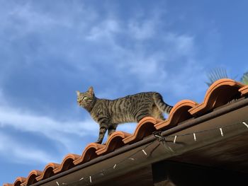 Low angle view of cat on roof against sky