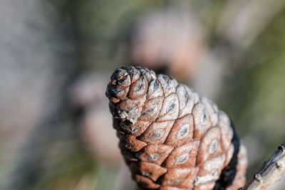 Close-up of leaf