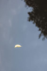 Low angle view of trees against sky