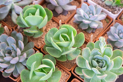 High angle view of succulent plant on field