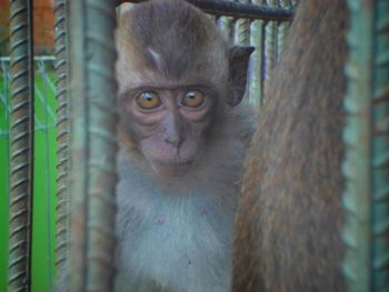 Portrait of monkey in cage