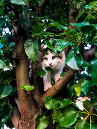 Portrait of cat on tree