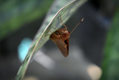 Close-up of insect on leaf