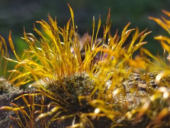 Close-up of yellow flowering plants on field