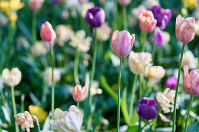 Close-up of pink tulips on field