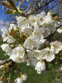 Close-up of apple blossoms in spring