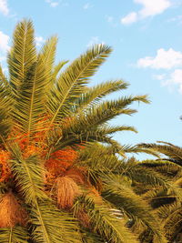 Low angle view of palm tree against sky