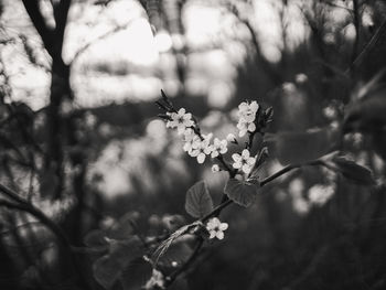 Close-up of flower on tree