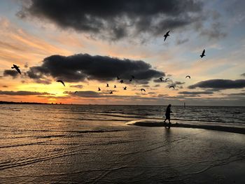 Birds flying over beach during sunset