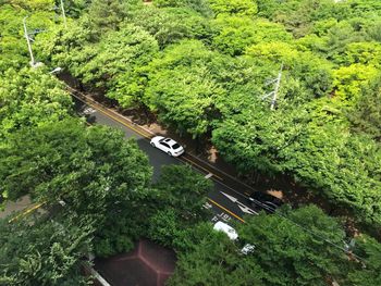 High angle view of train passing through forest