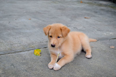 High angle view of a dog on the footpath