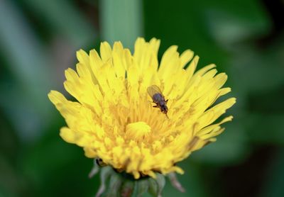 Close-up of insect on yellow flower