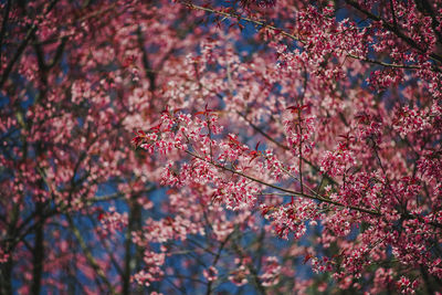 Low angle view of pink cherry blossom