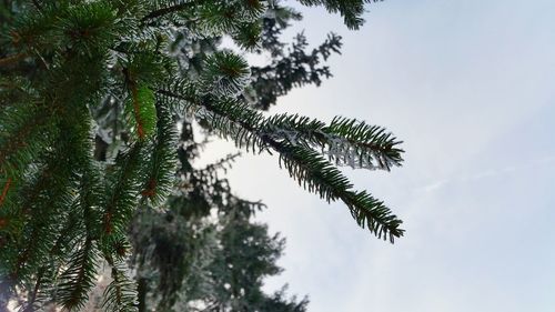 Low angle view of palm tree against sky