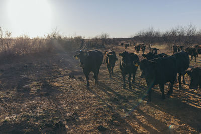 Cows on field against clear sky