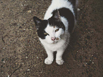 High angle portrait of cat sitting outdoors