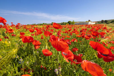 Close-up of red poppy flowers on field against clear sky