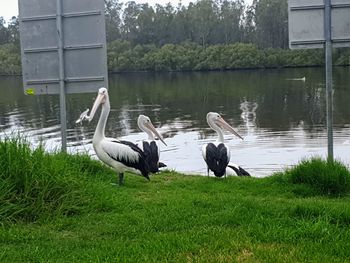 Ducks on a lake